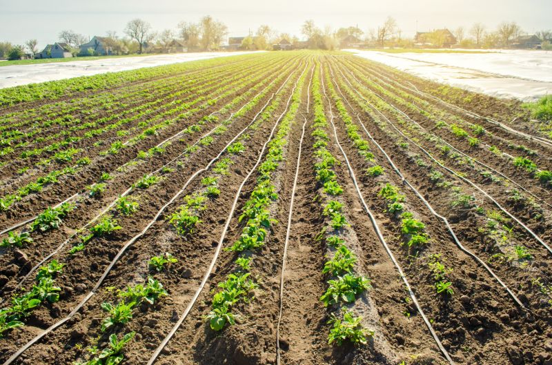 Plant Irrigation Installation in Honolulu, HI